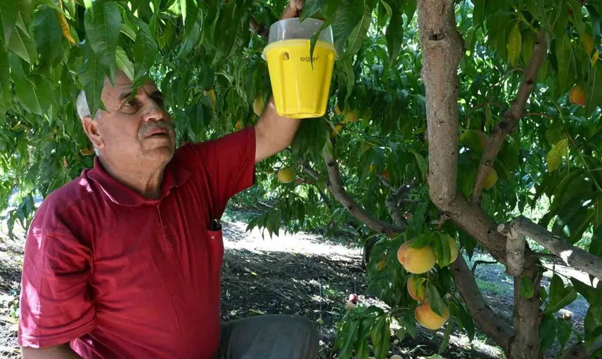 Mersin'de üreticilere feromon tuzak desteğiyle meyve sineğiyle mücadele