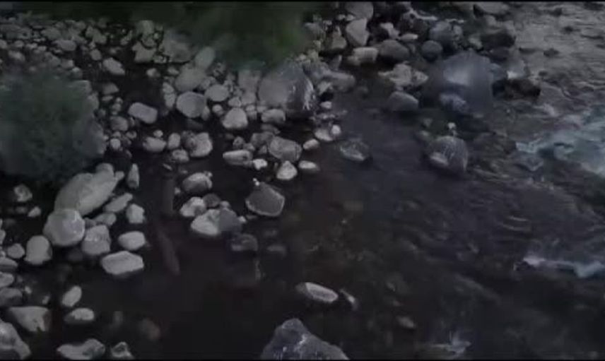 Bingöl’ün göynük çayında nesli tehlike altında su samurları görüntülendi