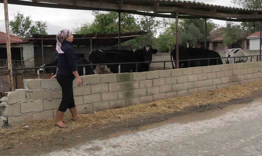 Edirne’de kadın çiftçinin azmi büyüyor: 5 hayvandan 30’a ulaşan başarı hikayesi