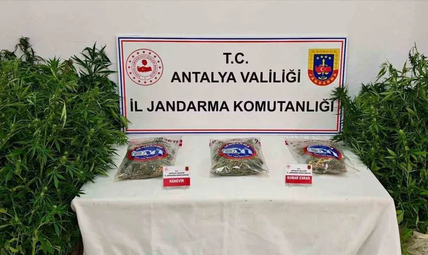 Gazipaşa'da kenevir operasyonu: 146 kök bitki ve 1.5 kilo esrar ele geçirildi