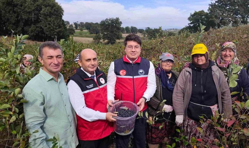 Balya-Kayalar'da aronya hasadı: alternatif tarımsal yaklaşımın öncüsü