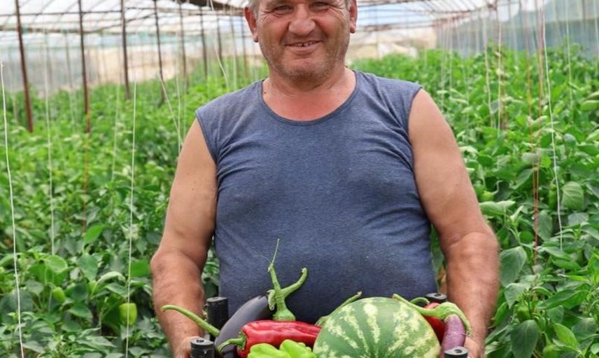 Bodrum'da hasat dönemi başladı