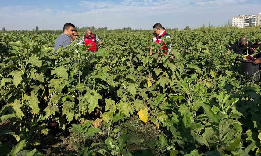 Birecik’te festival coşkusu: Patlıcan hasadı yerel lezzetleri tanıtıyor