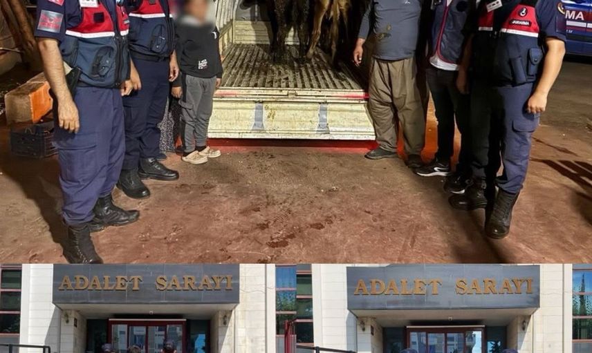 Jandarma hırsızlık olayında çalınan hayvanların izini sürdü: 3 büyükbaş sahibine ulaştı