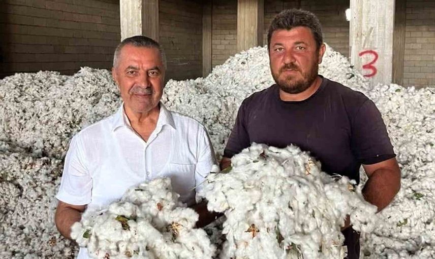 Gaziantep'te pamuk hasadı başladı: Çiftçiler umutlu