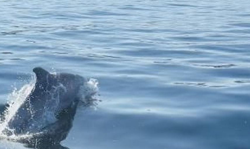 Marmara'da jet skiye eşlik eden yunuslar doğa severlere keyifli anlar sundu