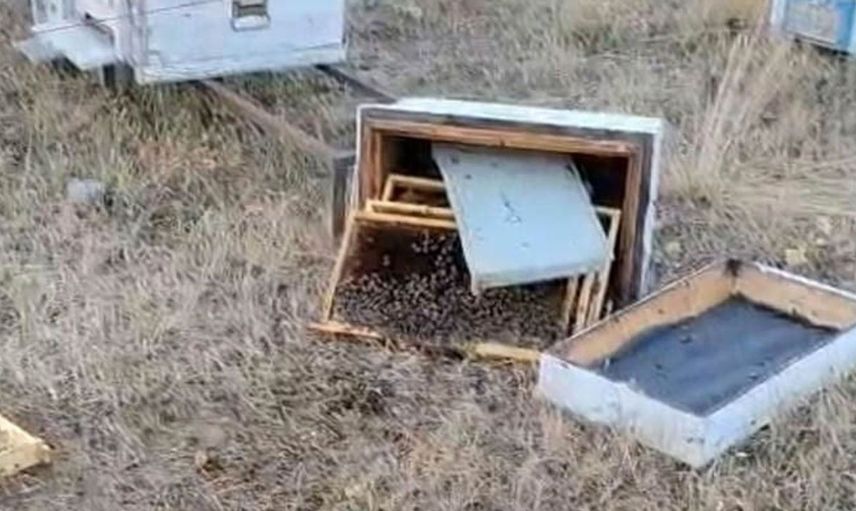 Arı kovanlarını hedef alan ayılar, arıcıları zor durumda bırakıyor