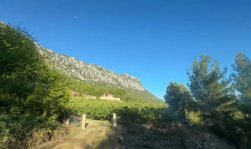 İbradı'da iklim koşulları siyah incir hasadını olumsuz etkiledi