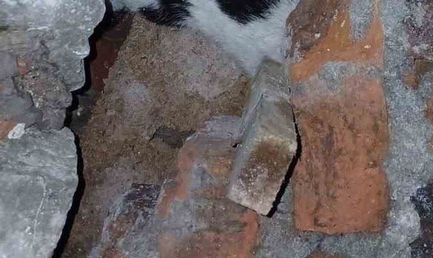 Zonguldak'ta enkazdan kurtarılan kedi hayata döndü