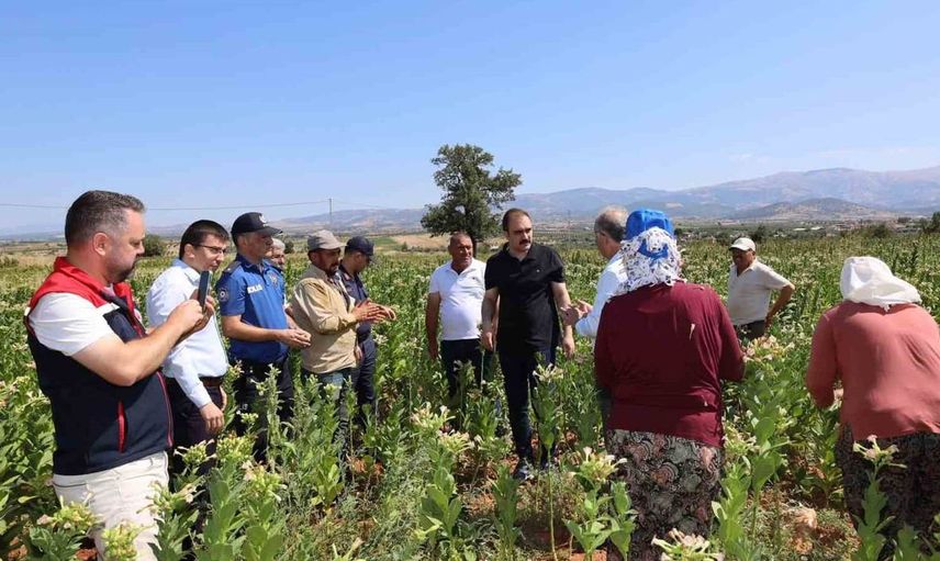 Karacasu kaymakamı battal tütün üreticileriyle hasat mesaisine katıldı
