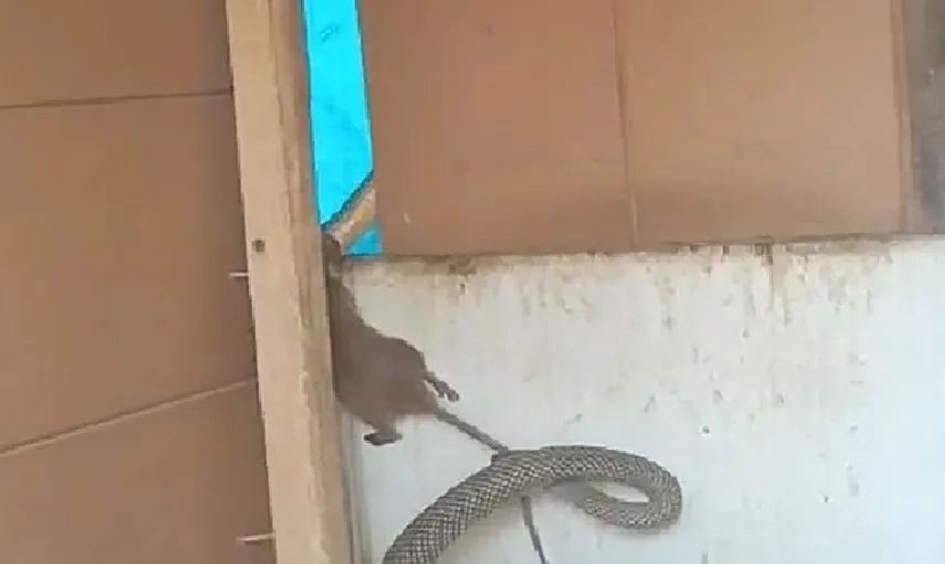 Doğanın denge unsuru: Yılanın fareyi avlama anı kaydedildi
