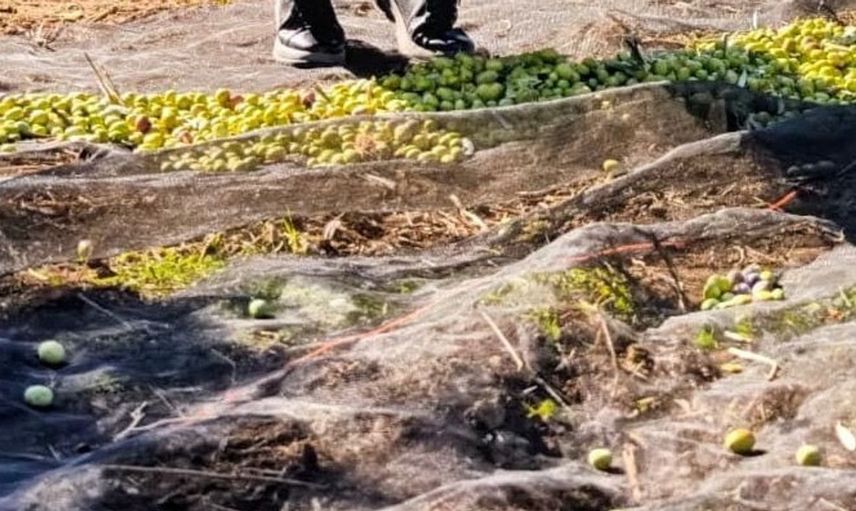 Zeytin hasadı heyecanı gömeç'te sürüyor