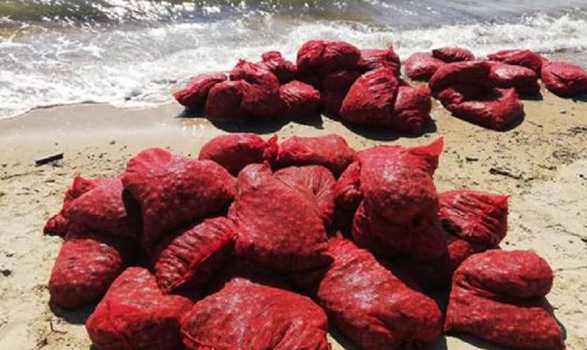 Edirne'de 875 Kilo Kum Midyesi Ele Geçirildi