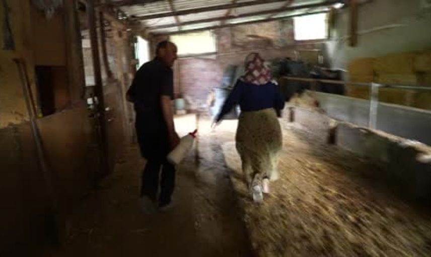 Edirne’de besicinin üçüz buzağı sevinci