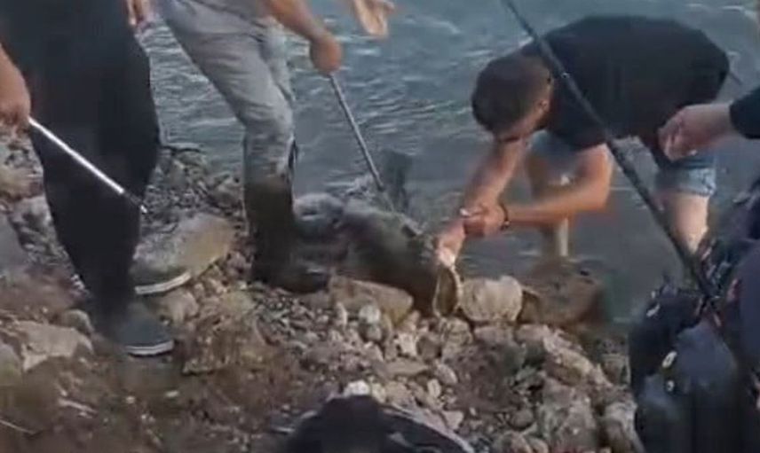 Edirneli esnaf, 30 kiloluk yayın balığını Meriç Nehri'nde gezdirdi