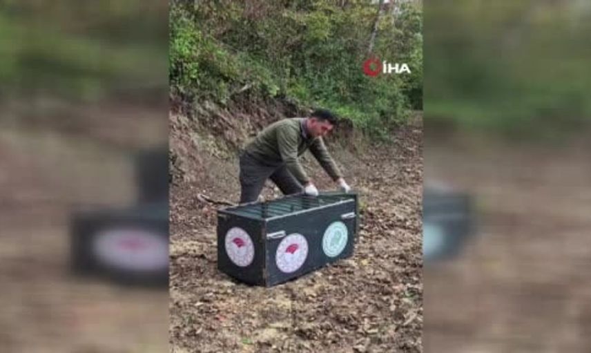 Tedavisi tamamlanan yaralı karaca doğaya kavuştu