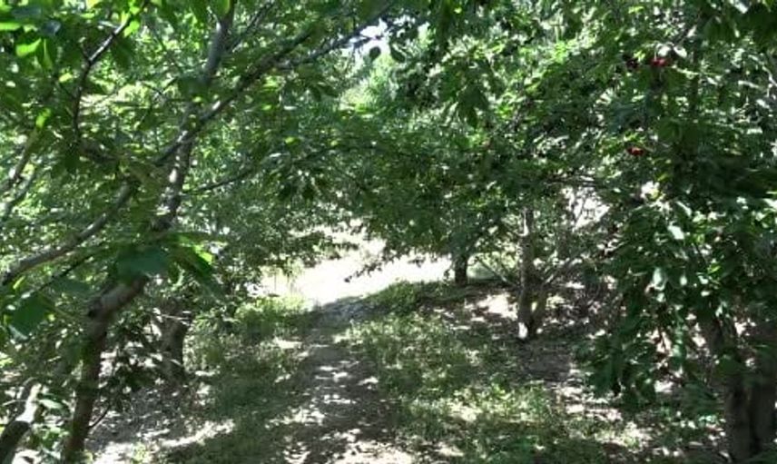 Malatya’nın coğrafi işaretli dalbastı kirazında hasat sona yaklaşıyor