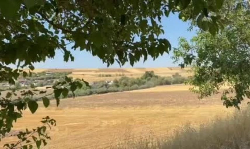 Tunceli'de yolu kaplayan domuz sürüsü dikkat çekti