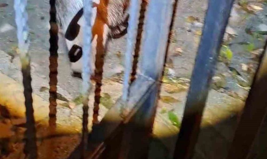 Tunceli'de yaban domuzu evinin önünde paniğe neden oldu