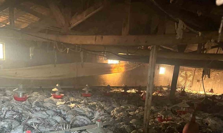 Bolu'da hindi kümesindeki yangın hayvan katliamına neden oldu