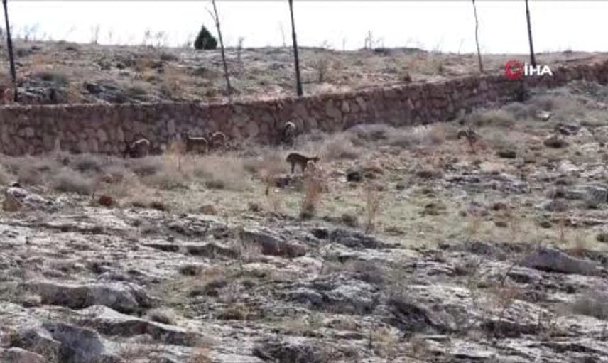 Divriği'de dağ keçileri seyir terasındaki manzarada yer aldı