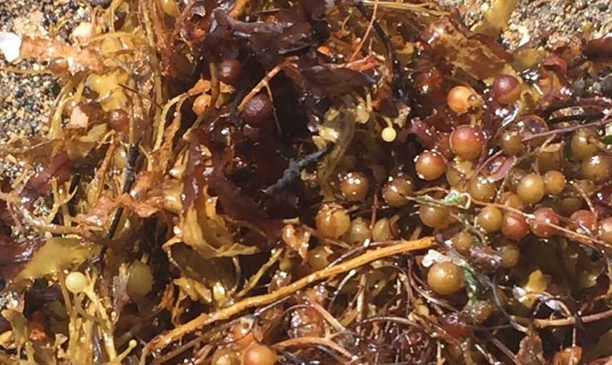 Ege Denizi'nde Görülmeye Başlanan Sargassum Nedir?
