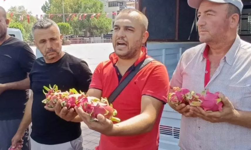 Ejder Meyvesi Üreticisinin Dramı: Aracıya Sinirlendi Vatandaşa Dağıttı!