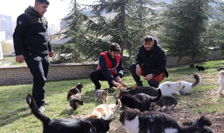 Elazığ'da Gençler Sahipsiz Kedilere Mama Dağıtıyor