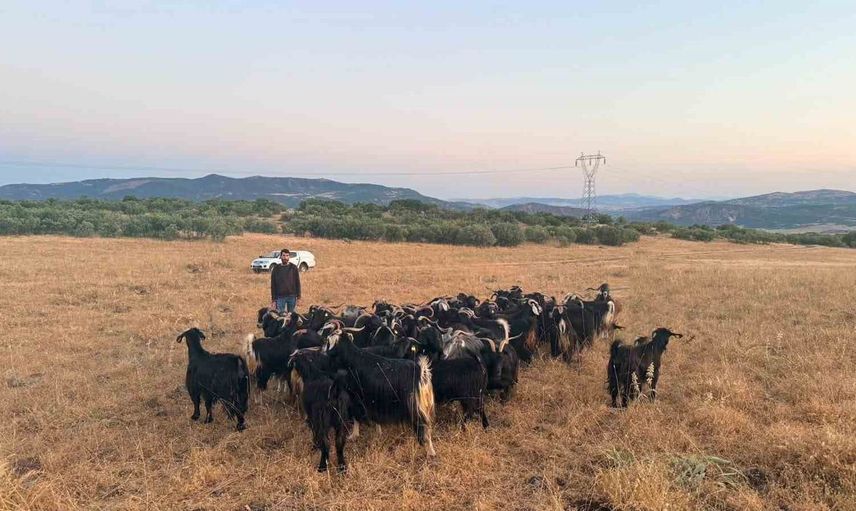 Elazığ'da kaybolan 30 keçi dron destekli çalışmayla bulundu