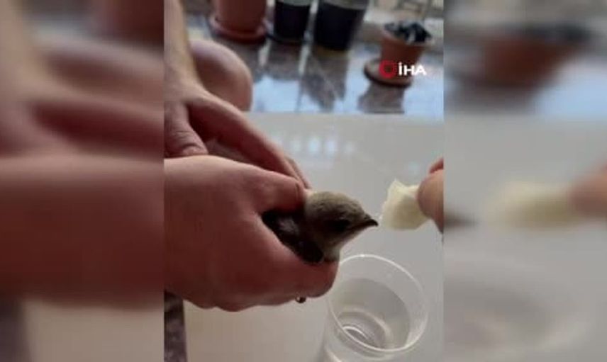 Elazığ'da vatandaş sıcaktan bitkin düşen ebabil kuşuna su verdi