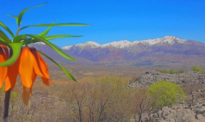 Elazığ'da yetişen ve nesli tükenme tehlikesi olan bu laleleri koparmanın bedeli duyanların ağzını açık bırakıyor!
