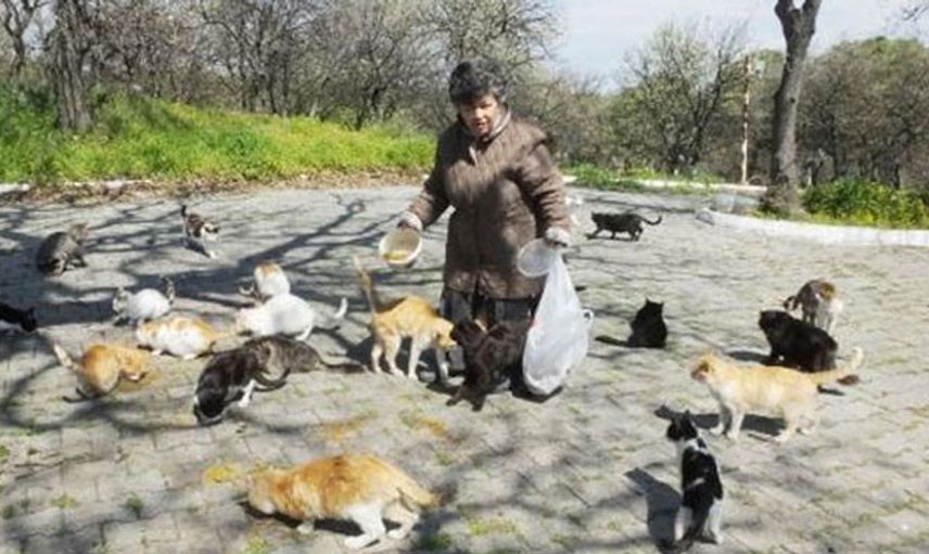 Emekli Hemşire 17 Yıldır Kendini Sokak Kedilerine Adadı