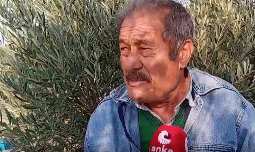 Emeklilerin geçim kapısı: Zeytincilik!