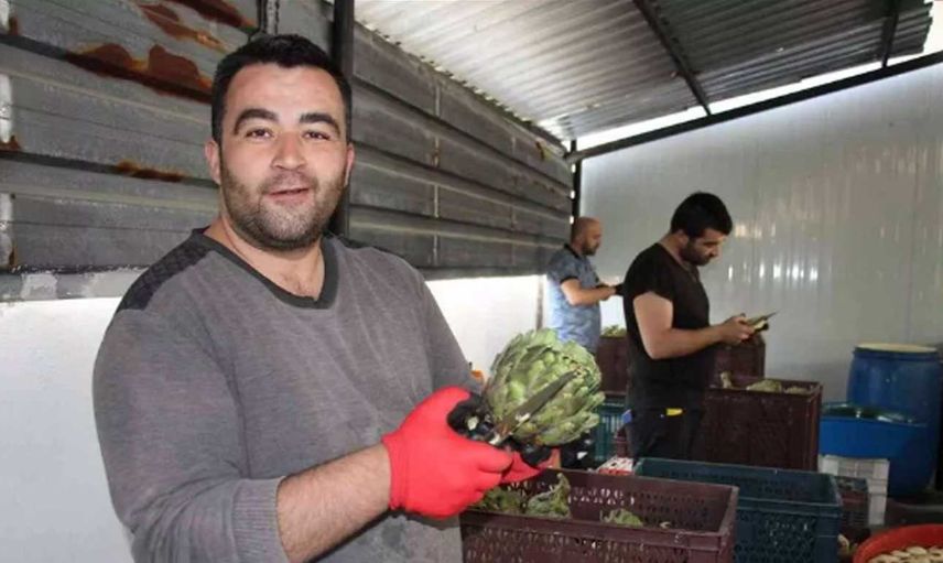 Enginar soymak Türkiye'de önemli bir iş kapısı haline geldi: Aylık 30 bin TL Kazandırıyor!