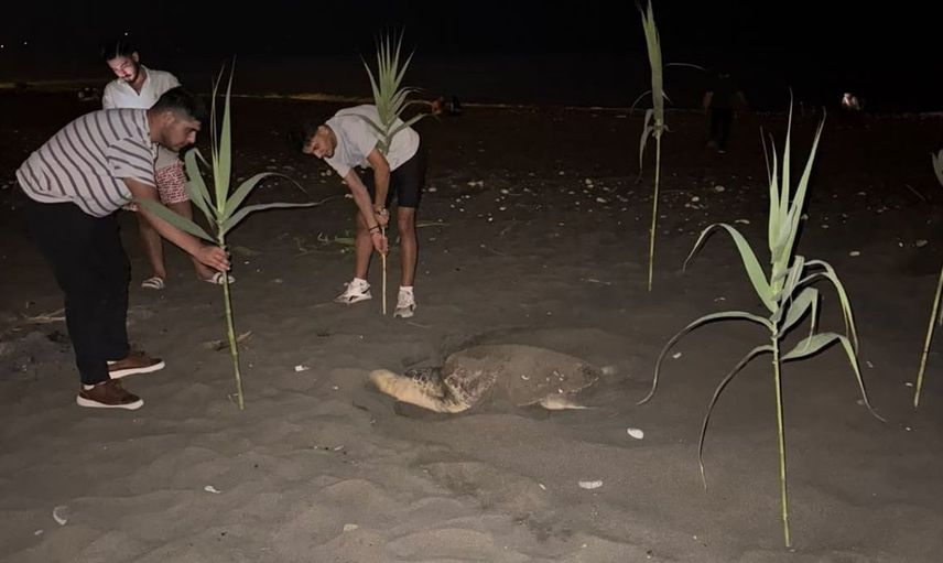 Erdemli sahilinde caretta caretta koruma önlemleri alındı