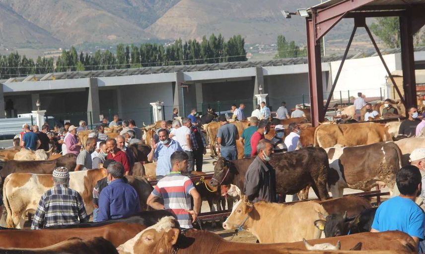 Erzincan kurbanlık fiyatları ne kadar? 2022 Erzincan büyükbaş, küçükbaş kurbanlık hisse fiyatları