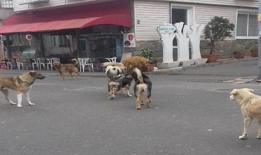 Erzincan'da Korku Dolu Anlar: Ekmek Almaya Giderken Saldırıya Maruz Kaldı!