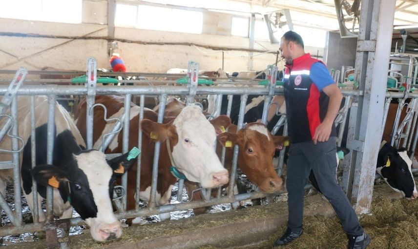 Erzincan'da Şap Hastalığına Karşı Aşılamalar Yoğunlaşmakta