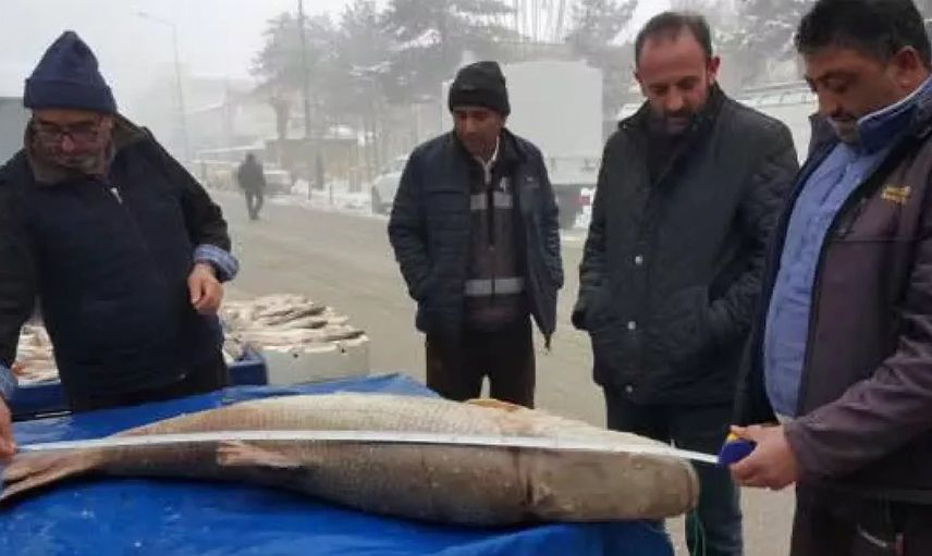 Erzincan'dan Yakalanan Devasa Turna Balığı Görenleri Şaşkına Çevirdi!
