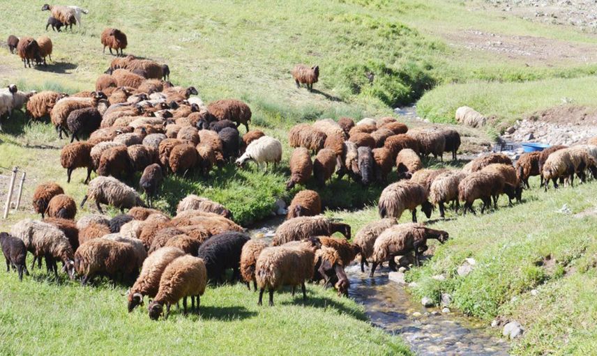 Erzurum'da 7 Bin Lira Maaşa Çalışacak Çoban Yok