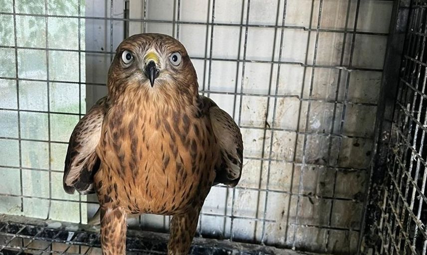 Erzurum'da Bulunan Kızıl Şahin Doğaya Salındı