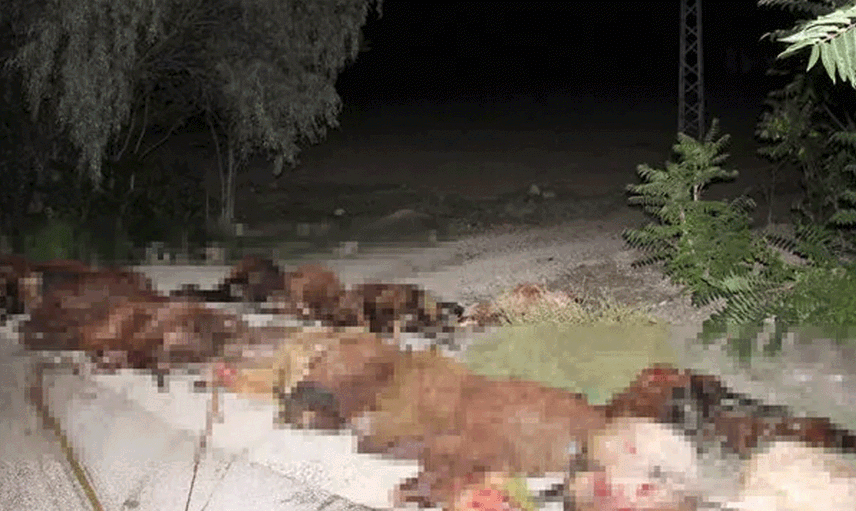 Erzurum'da Otomobil Sürünün Arasına Daldı: 40 Koyun Telef Oldu