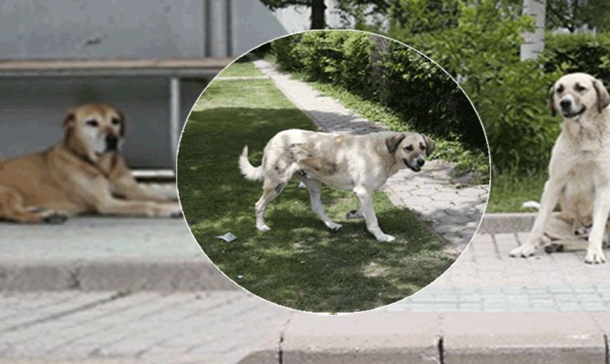 Eskişehir’de sahipsiz köpek tedirginliği: Vatandaşlar sokağa çıkarken korku içinde kalıyor