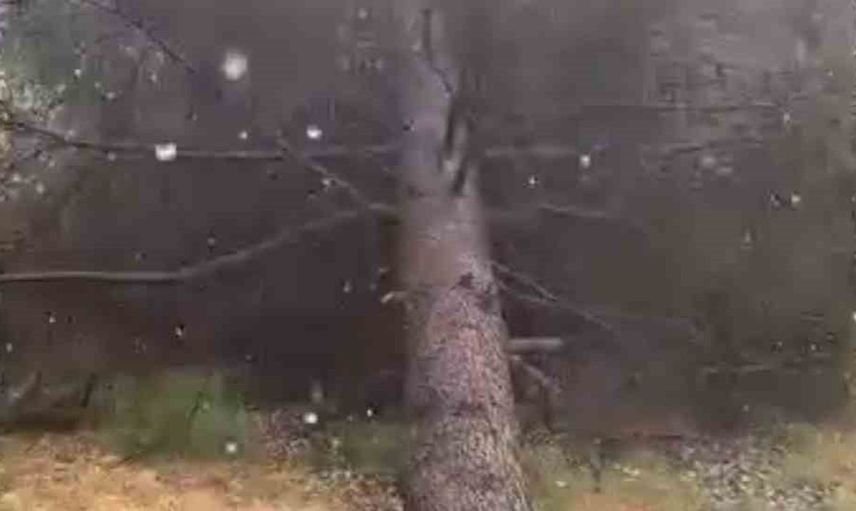 Tokat’ta sağanak yağış ve rüzgar ağaçların devrilmesine neden oldu