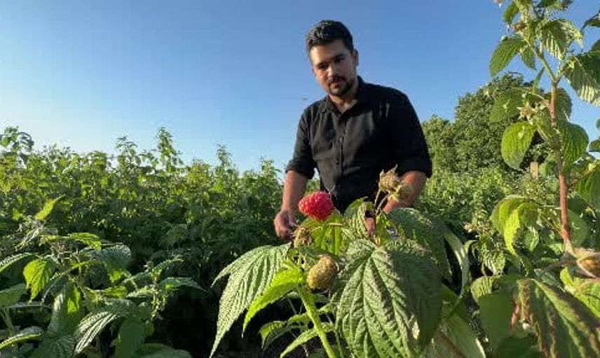 Bolu'da organik meyve hasadı deneyimi sunan genç girişimci