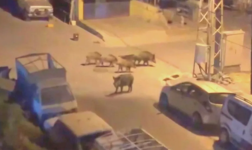 Marmaris’te gece yarısı yaban domuzlarıyla kovalamaca yaşandı