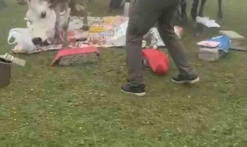 Rize’de piknikte büyükbaş hayvanların tatlı kavgası