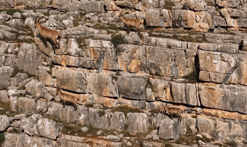 Munzur Dağları'nda yaban keçileri havadan görüntülendi