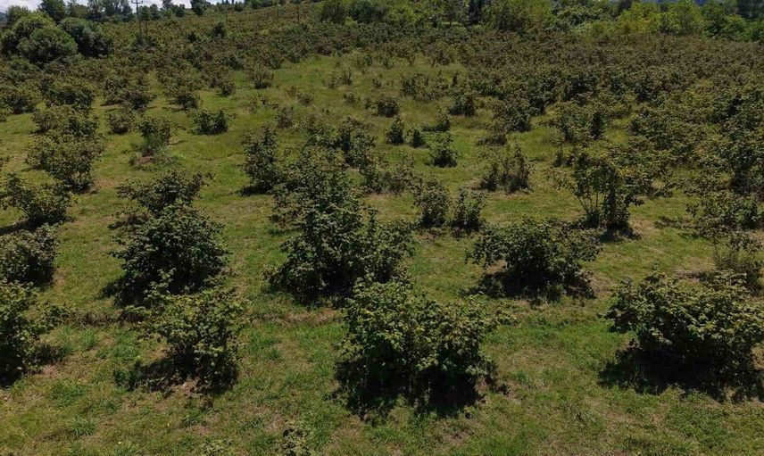 Fındıkta erken hasat uyarısı: rekolte ve randıman kayıplarına neden olabilir