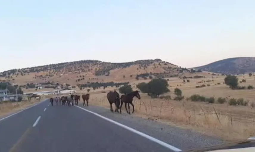 Yaban at sürüsü Diyarbakır yollarında dikkat çekti